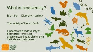 What is biodiversity Bio life Diversity variety The