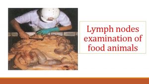 Lymph nodes examination of food animals The Lymphatic