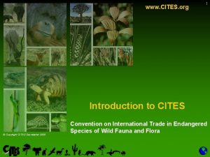 www CITES org 1 Introduction to CITES Copyright