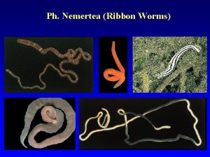 Ph Nemertea Ribbon Worms Characteristics of the Phylum