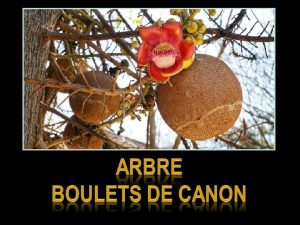 Le Boulet de canon Couroupita guianensis est un