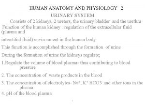 HUMAN ANATOMY AND PHYSIOLOGY 2 URINARY SYSTEM Consists