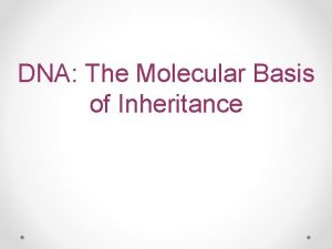 DNA The Molecular Basis of Inheritance Building a