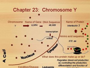 Chapter 23 Chromosome Y Chromosome Name of Gene