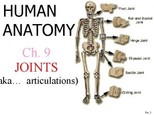 HUMAN ANATOMY Ch 9 JOINTS aka articulations Per