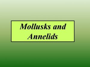 Mollusks and Annelids Kingdom Animalia Phylum Mollusca Gastropods