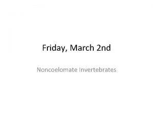 Friday March 2 nd Noncoelomate Invertebrates Porifera Sponges