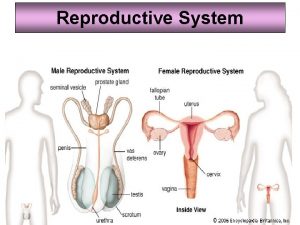 Reproductive System Female Reproductive System The female gonads