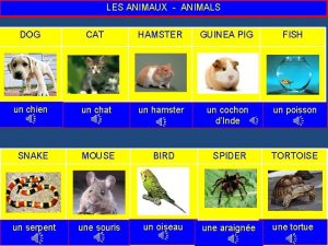 LES ANIMAUX ANIMALS DOG CAT HAMSTER GUINEA PIG