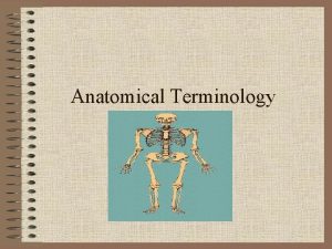 Anatomical Terminology Relative Position Anatomical Position is standing