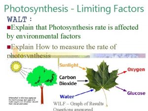 Photosynthesis Limiting Factors WALT n Explain that Photosynthesis