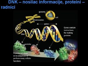 DNK nosilac informacije proteini radnici Realizacija genetike informacije