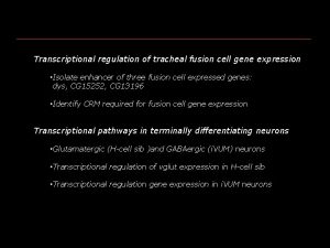 Transcriptional regulation of tracheal fusion cell gene expression