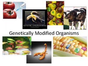 Genetically Modified Organisms Genetically Modified GM genetically modified