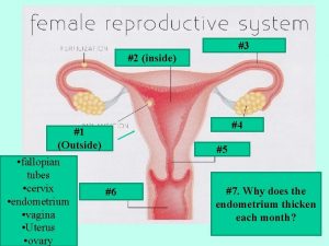 3 2 inside 4 1 Outside fallopian tubes