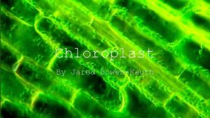 Chloroplast By Jared BowenKauth What is a Chloroplast