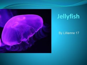 Jellyfish By Lillianne 17 Background Scientist say jellyfish