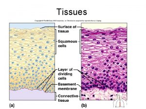 Tissues Body Tissues Groups of Cells are specialized