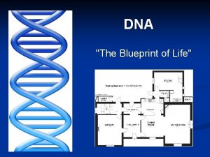 DNA The Blueprint of Life DNA and Protein