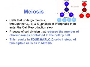 Meiosis Cells that undergo meiosis also go through