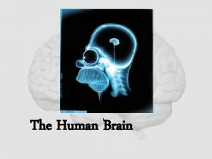 The Human Brain Cerebrum The largest division of