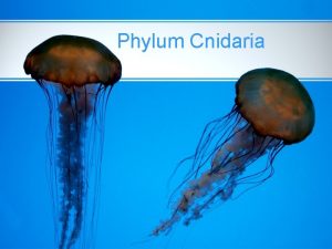 Phylum Cnidaria SYMMETRY Radial or Biradial Advantageous because