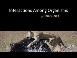 Interactions Among Organisms p 1040 1042 Competition relationship