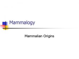 Mammalogy Mammalian Origins What is a mammal and