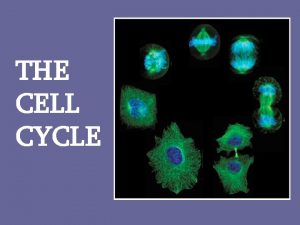 THE CELL CYCLE The Cell Cycle The life