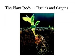 The Plant Body Tissues and Organs Cooksonia 408