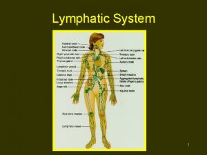 Lymphatic System 1 Lymphatic System Functions Return fluid