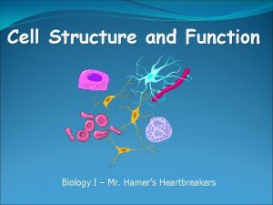 Cell Structure and Function Biology I Mr Hamers