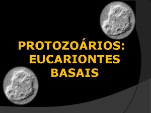 PROTOZORIOS EUCARIONTES BASAIS Que so protozorios organismos amebides
