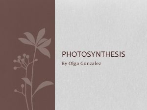 PHOTOSYNTHESIS By Olga Gonzalez Objectives Know the basis