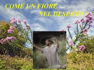 COME UN FIORE NEL DESERTO Ed il titolo