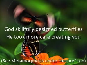 God skillfully designed butterflies He took more care