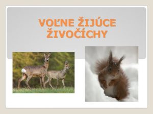 VONE IJCE IVOCHY MEDVE HNED Najvia eurpska elma