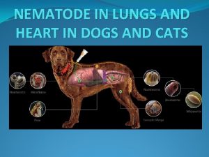 NEMATODE IN LUNGS AND HEART IN DOGS AND