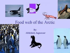 Food web of the Arctic By Abhishek Jaguessar