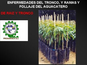 ENFERMEDADES DEL TRONCO Y RAMAS Y FOLLAJE DEL