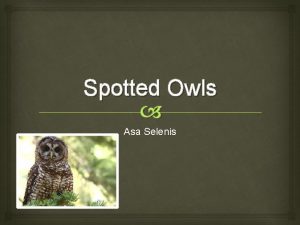 Spotted Owls Asa Selenis The Spotted Owl Scientific