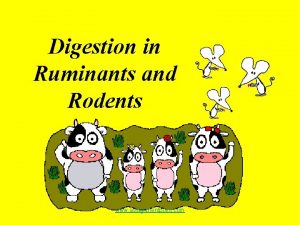 Digestion in Ruminants and Rodents www assignmentpoint com