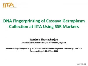 DNA Fingerprinting of Cassava Germplasm Collection at IITA