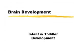 Brain Development Infant Toddler Development Brain Basics z