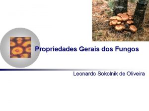 Propriedades Gerais dos Fungos Leonardo Sokolnik de Oliveira