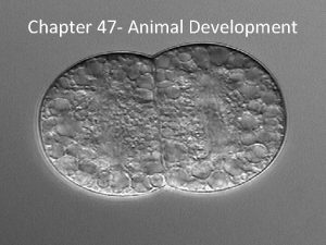 Chapter 47 Animal Development Fertilization Fertilization Fusion of