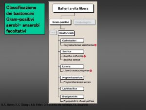 Classificazione dei bastoncini Grampositivi aerobi anaerobi facoltativi R