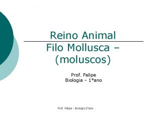 Reino Animal Filo Mollusca moluscos Prof Felipe Biologia
