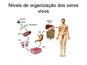 Nveis de organizao dos seres vivos Tipos de