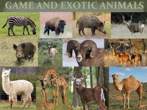 GAME AND EXOTIC ANIMALS Objectives Game Animals Exotic